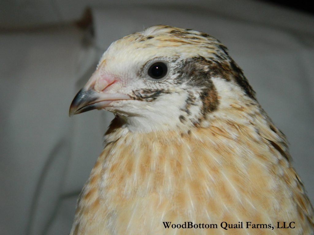 Fertile Tibetan Tuxedo Coturnix Quail Eggs Woodbottom Quail Farms