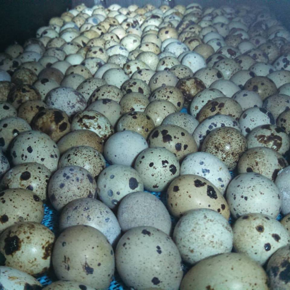 Quail Eggs (Raw Feeding) - WoodBottom Quail Farms