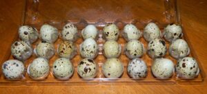 quail eggs