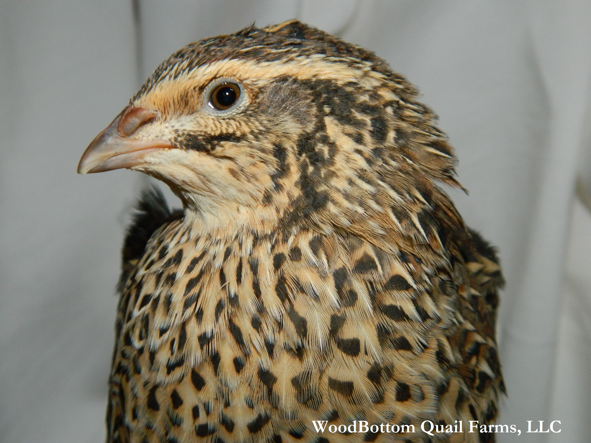 Fertile Pharaoh Cortunix Quail Eggs - WoodBottom Quail Farms