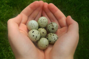 quail eggs
