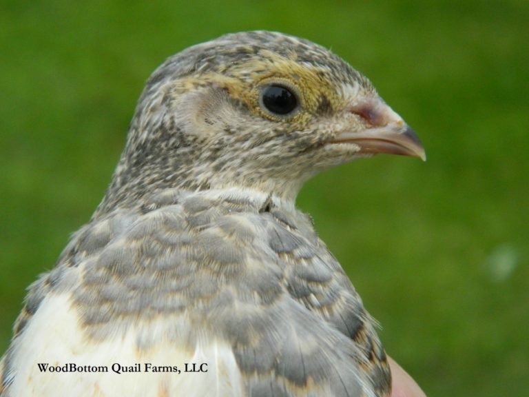 Fertile Silver Coturnix Quail Eggs WoodBottom Quail Farms